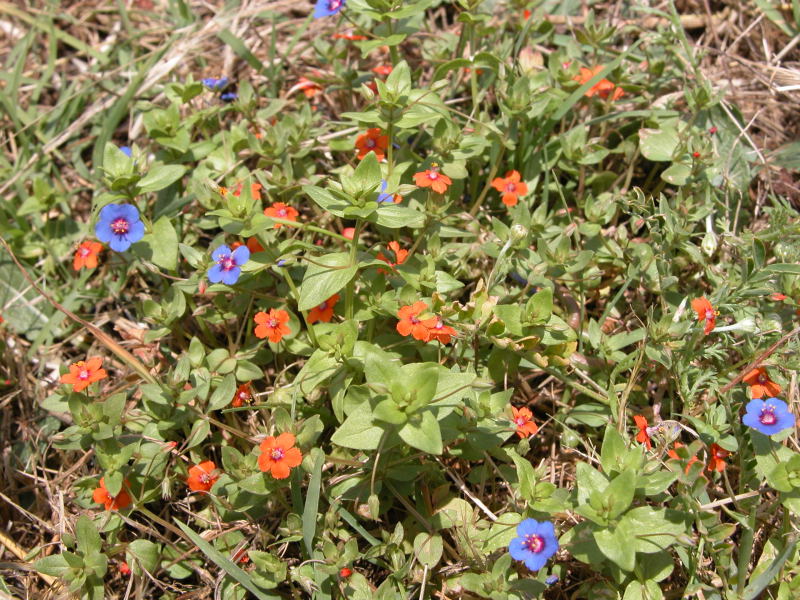 Lysimachia (=Anagallis) arvensis